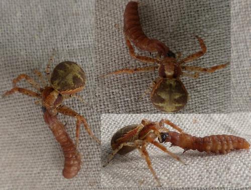 Réf. 218 437 : Xysticus lanio